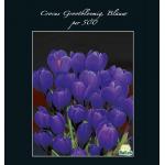 Baltus Crocus Grootbloemig Blauw bloembollen per 500 stuks